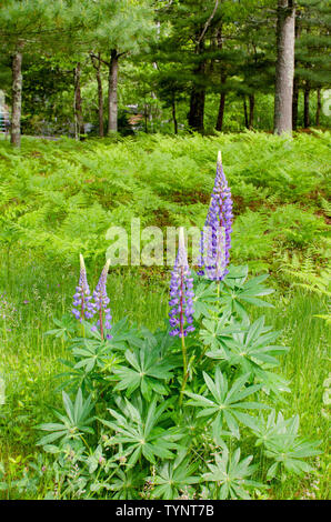 Wilde Lupinen, Lupinus perennis Stockfoto