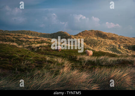 Schafe auf Dünen mit Moos und Gras bedeckt, an der Goldenen Stunde nach Sonnenaufgang, auf der Insel Sylt, Deutschland. Stockfoto