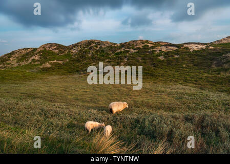 Ländliche Landschaft mit ein Schaf und zwei Lämmer weiden auf den Dünen mit Moos und Sand, auf der Insel Sylt, Deutschland, in den Sonnenaufgang. Stockfoto