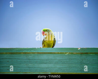 Green Parrot sitzen auf einem hölzernen Schild. Hinter ihm ist der blaue Himmel. Es ist ein tropisches Paradies mit Sommer- und Urlaubszeit. Stockfoto