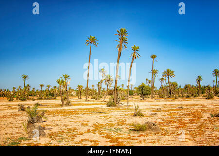 Palmen in der Wüste in einem Palmeraie, Marrakech. Es ist Natur Hintergrund von Marokko, Afrika. Es ist blauer Himmel ist im Hintergrund. Stockfoto