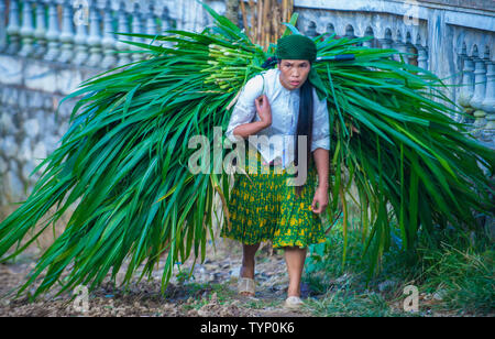 Vietnamesische Landwirt in einem Countrside in der Nähe von Ha Giang Vietnam Stockfoto