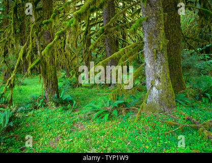 USA, Washington, Olympic National Park, Junge Grove von Sitka mit Moosbedeckten Ästen in der Nähe der Hoh Fluss wachsenden Fichten. Stockfoto