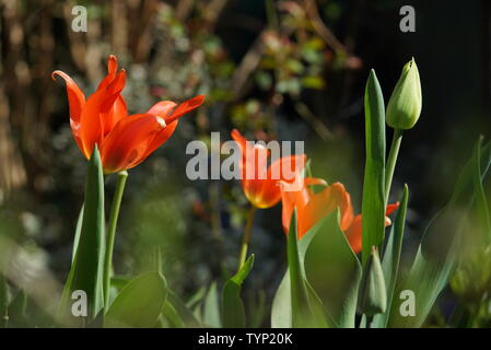 Rote Tulpen in voller Sonne Stockfoto