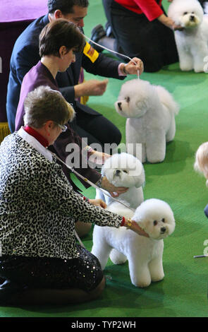 Bichon Frise werden während die 138. jährliche Westminster Kennel Club Dog show gehalten an den Piers 92/94 am 10. Februar 2014 in New York City gezeigt. Fast 200 verschiedene Rassen von Hunden während der zweitägigen Veranstaltung, die bis zu den Best in Show Wettbewerb führt beurteilt. UPI/Monika Graff Stockfoto