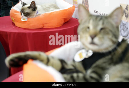 Fans nehmen Sie Bilder mit Katzen internet Empfindungen Grumpy Katze und Oskar blinde Katze, wenn Sie einen besonderen Auftritt in der Bleecker Street Records in New York City am 16. Juli 2014. Das Duo wird Ihre neue Musik Video 'Cat Sommer" am 16. Juli. Grumpy Katze wird nächsten Monat wieder der Aktivitäten zur Unterstützung von Ihrem Buch, Der mürrische Führer zum Leben: Beobachtungen von Grumpy Kat. UPI/John angelillo Stockfoto