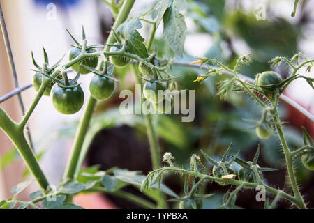 Grüne Entwicklung Obst Cluster von organischen cherry Tomatenpflanzen aus einem städtischen container Garten. Stockfoto