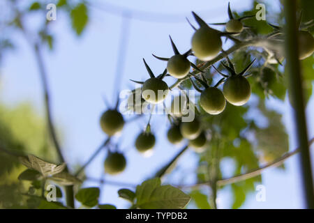 Grüne Entwicklung Obst Cluster von organischen cherry Tomatenpflanzen aus einem städtischen container Garten. Stockfoto