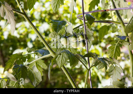 Grüne Entwicklung Obst Cluster von organischen cherry Tomatenpflanzen aus einem städtischen container Garten. Stockfoto