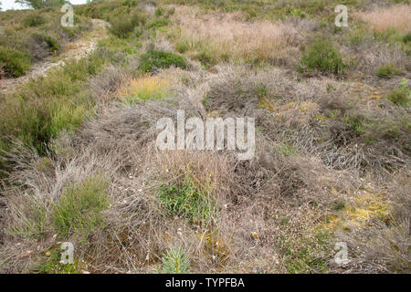 Hankley Common, ein Heide, in Surrey, UK, mit Heidekraut sterben - wegen der trockenen heißen Sommer 2018 Stockfoto