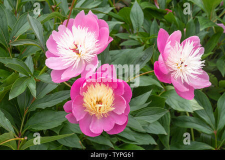 Rosa Pfingstrose (Pfingstrose) Blumen (Paeonia lactiflora 'Schüssel der Schönheit') Blüte im Juni, Großbritannien Stockfoto