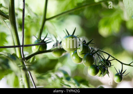 Grüne Entwicklung Obst Cluster von organischen cherry Tomatenpflanzen aus einem städtischen container Garten. Stockfoto