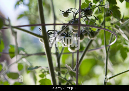 Grüne Entwicklung Obst Cluster von organischen cherry Tomatenpflanzen aus einem städtischen container Garten. Stockfoto