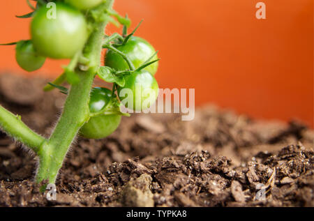 Cluster der grünen Entwicklung Früchte sind auf eine eingemachte Kirsche tomate Pflanze aus einem städtischen container Garten gesehen. Stockfoto