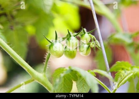 Grüne Entwicklung Obst Cluster von organischen cherry Tomatenpflanzen aus einem städtischen container Garten. Stockfoto