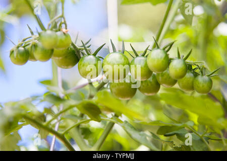 Grüne Entwicklung Obst Cluster von organischen cherry Tomatenpflanzen aus einem städtischen container Garten. Stockfoto