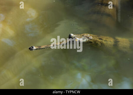 Kopf einer Baby Krokodil schwimmen in schlammigen waterdanger auf Stockfoto