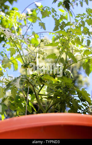 Cluster der grünen Entwicklung Früchte sind auf eine eingemachte Kirsche tomate Pflanze aus einem städtischen container Garten gesehen. Stockfoto