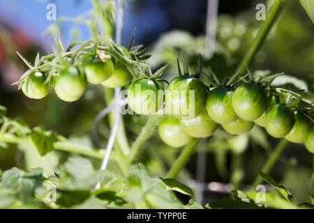 Grüne Entwicklung Obst Cluster von organischen cherry Tomatenpflanzen aus einem städtischen container Garten. Stockfoto