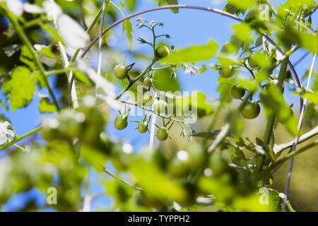 Grüne Entwicklung Obst Cluster von organischen cherry Tomatenpflanzen aus einem städtischen container Garten. Stockfoto