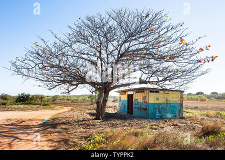 Eine gewellte Blech Hütte mit frühen Entwürfe gemalt steht unter einem Baum in der Mitte eines versuchen, Feld Stockfoto