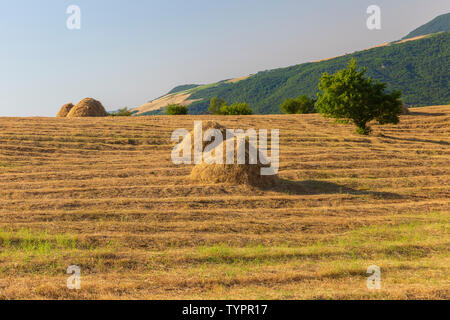 Reihen von trockenem Heu in den Bergen Stockfoto