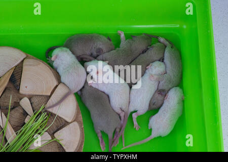 Neugeborene Mäuse schlafen in der Ecke der grünen Käfig. Die Ratte Cubs liegen nebeneinander. Dekorativen kleinen Nager. Stockfoto