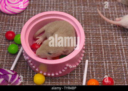 Das Konzept der Überraschung. Eine kleine Ratte sitzt in einem rosa Feld. Stockfoto