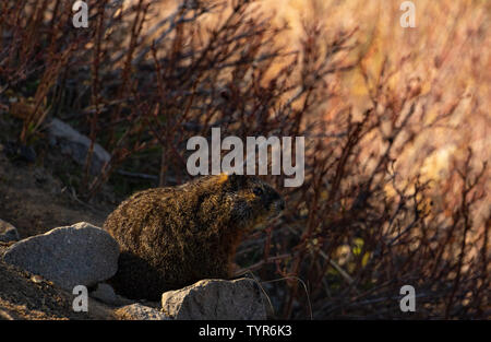 Yellow-bellied Marmot im Yellowstone National Park Stockfoto