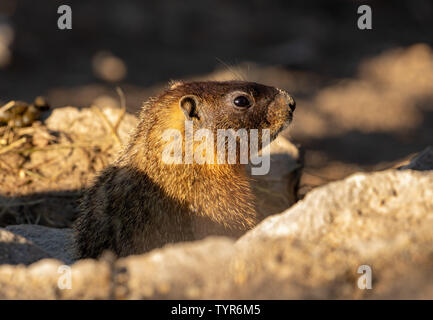 Yellow-bellied Marmot im Yellowstone National Park Stockfoto