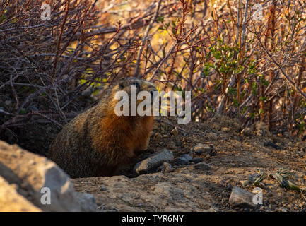 Yellow-bellied Marmot im Yellowstone National Park Stockfoto