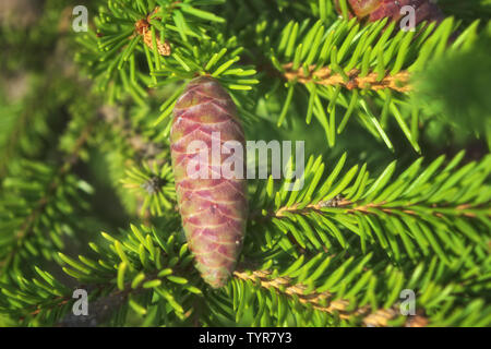 Junge Triebe mit Kegel auf einen unscharfen Hintergrund Fichte. Junge Nadeln von Fichten. Natur im Wald. Stockfoto