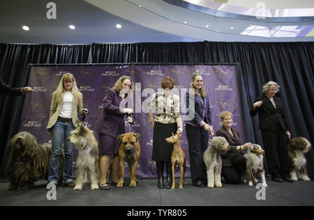 Ein Bergamasco, Berger Picard, Boerboel, cirneco dellÕEtna, Lagotto Romagnolo, Miniature American Shepherd und Spanischer Wasserhund kommen auf der Bühne bei einer Veranstaltung der neue konkurrierende Rassen von Hunden auf einer Pressekonferenz kurz vor dem 140. jährliche Westminster Kennel Club Dog Show im Madison Square Garden in New York City am 21. Januar 2016. Die erste Westminster Show wurde am 8. Mai 1877 statt, der am längsten gehalten Sportveranstaltung in den Vereinigten Staaten hinter Nur das Kentucky Derby, die erstmals 1875 stattfand. Foto von John angelillo/UPI Stockfoto