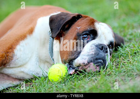 Hund liegt in grüner Rasen im Park mit Tennis ball. Die Rasse Deutscher Boxer. Der Hintergrund ist grün. Stockfoto