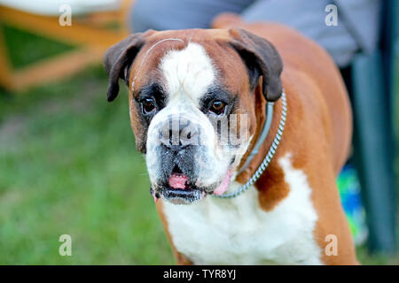 Hund ist der Aufenthalt in grün Gras im Park ist die Rasse Deutscher Boxer. Der Hintergrund ist grün. Stockfoto