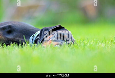 Portrait von Dobermann im grünen Gras im Park liegen. Hintergrund ist grün. Es ist eine Nahaufnahme. Er ist ein schlanker junger Mädchen. Stockfoto