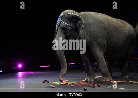 Asiatische Elefanten der Ringling Bros. und Barnum & Bailey Circus ein brunch von lokalen Schule Kinder von PS310 und PS176 in Brooklyn bei Barclays Center gesehen Am 2. März 2016 in New York City genießen. Die Elefanten in den Ruhestand im Mai, bevor Sie in ihr endgültiges Zuhause am Ringling Bros. Zentrum für Elephant Conservation in Florida bewegen. Foto von John angelillo/UPI Stockfoto