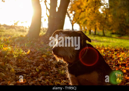 Portrait eines Hundes in bunten Herbstlaub sitzen im Herbst. Es ist schön die Sonne im Hintergrund. Stockfoto