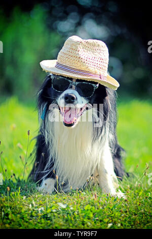 Hund in Hut und Sonnenbrille wartet auf den Sommer. Seine heißen und sonnigen Tag. Er ist Border Collie und das Sitzen auf dem Garten mit grünem Hintergrund. Stockfoto