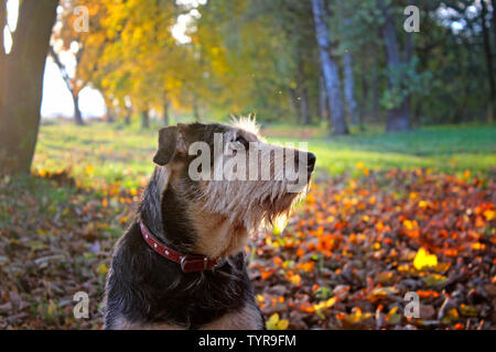Portrait eines Hundes in bunten Herbstlaub sitzen im Herbst. Es ist schön die Sonne im Hintergrund. Stockfoto