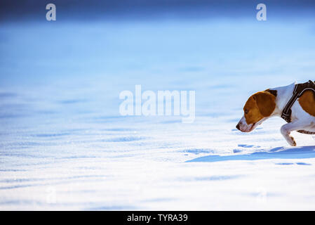 Beagle Hund läuft und spielt auf die im Winter schneebedeckten Feld auf einem sonnigen frostigen Tag. Hintergrund Stockfoto