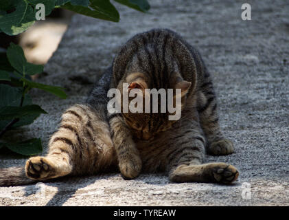Große Sitzung streunende Katze Reinigung selbst Stockfoto