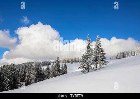 Kiefern auf der Spitze des Berges von Schnee bedeckt. Winter lebendige Landschaft mit Schnee, Wolken und tiefen blauen Himmel Stockfoto