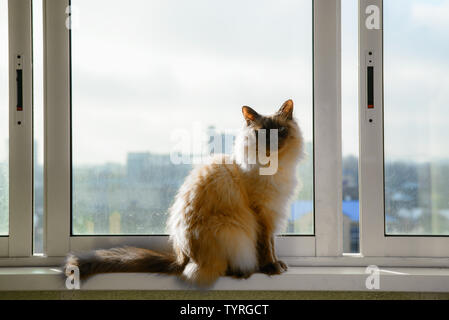 Katze sitzt auf der Fensterbank Stockfoto