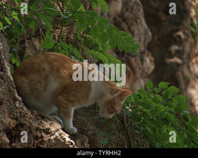 Streunende Katze im Profil auf einem Felsen nach unten schauen. Stockfoto