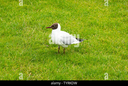 Schwarzköpfige Gull (Chroicocephalus ridibundus) im Sommerlichen (Brut-)Gefieders. Im Winter verliert der Kopf seine braune Farbe. Stockfoto