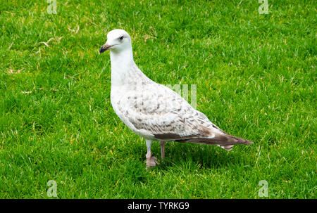 Eine unreife Europäische Silbermöwe (Larus argentatus) auf das Gras in Galway, Irland Stockfoto