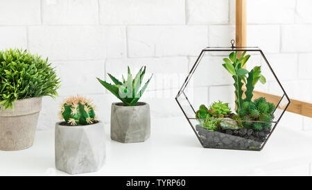 Florarium Vase mit Sukkulenten und Kakteen in Töpfen auf dem Regal. Stockfoto