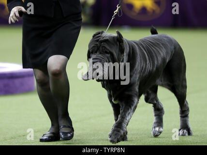 Ein neapolitanischer Mastiff konkurriert in der Arbeitsgruppe auf die 141. jährliche Westminster Kennel Club Dog Show im Madison Square Garden in New York City am 14. Februar 2017. Drei Rassen einschließlich der American Hairless Terrier, der Pumi und der sloughi wird ihr Debüt in diesem Jahr. Die erste Westminster Show wurde am 8. Mai 1877 statt, der am längsten gehalten Sportveranstaltung in den Vereinigten Staaten hinter Nur das Kentucky Derby, die erstmals 1875 stattfand. Foto von John angelillo/UPI Stockfoto