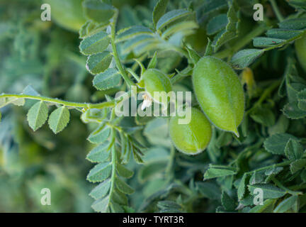 Grüne pod Kichererbse. Grüne Kichererbsen im Pod. Kichererbse Anlage detail wächst auf dem Feld. Grüne pod Kichererbse (yesil nohut) ist ein beliebter Snack in der Türkei. Stockfoto